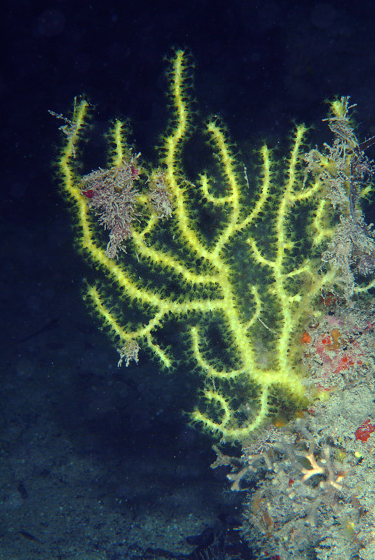 Cnidaria - Paramuricea clavata (Risso, 1826)